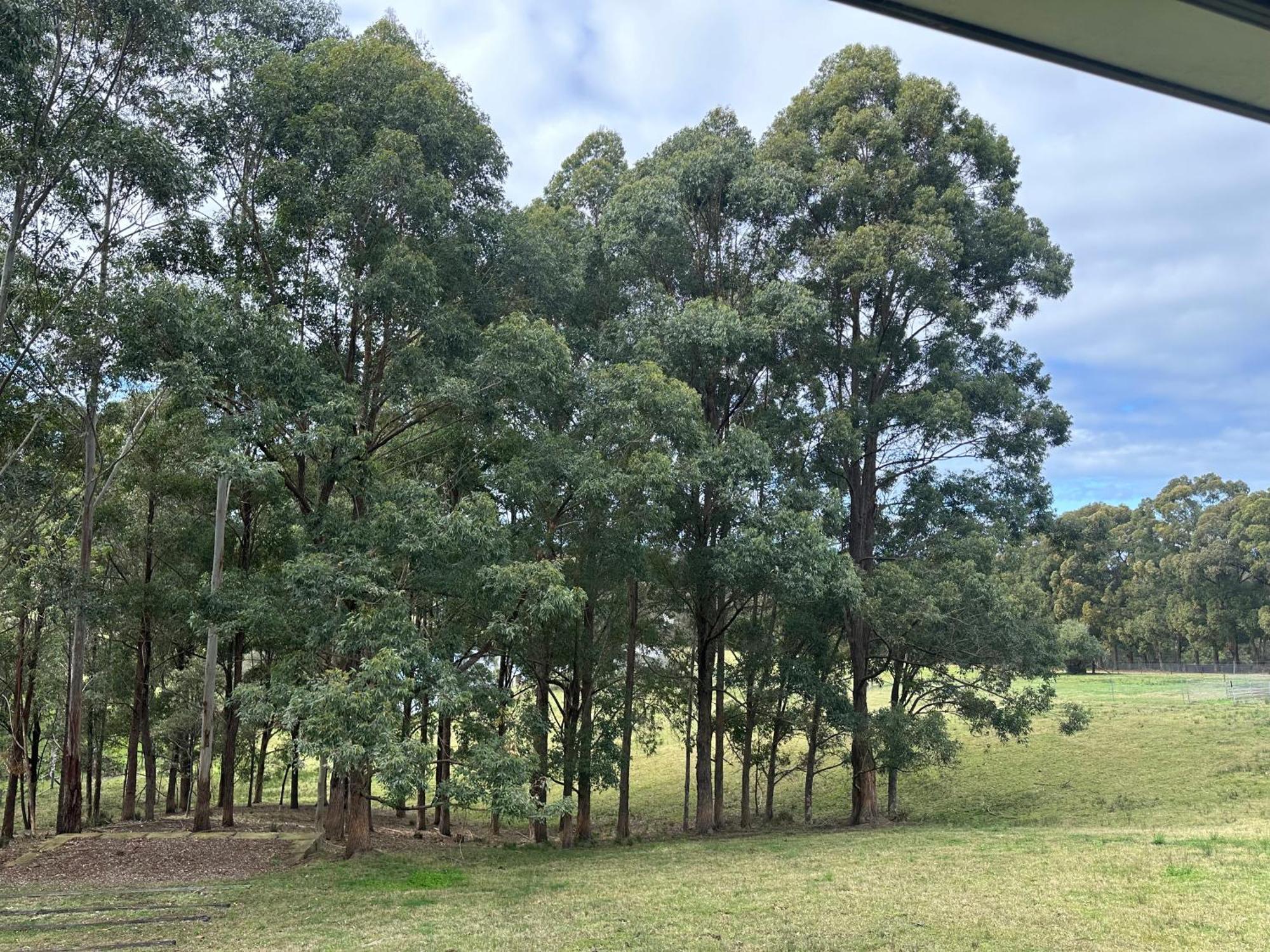 Blueberry Hills On Comleroy Farmstay - Self-Contained Cottages Kurrajong Exteriér fotografie