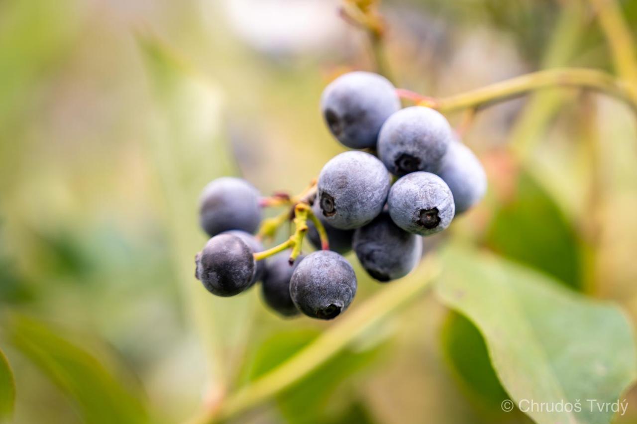 Blueberry Hills On Comleroy Farmstay - Self-Contained Cottages Kurrajong Exteriér fotografie