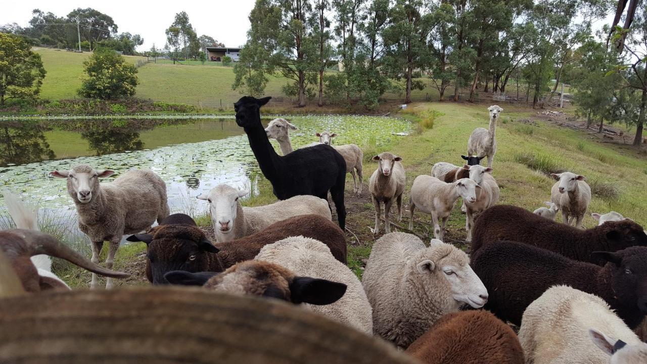 Blueberry Hills On Comleroy Farmstay - Self-Contained Cottages Kurrajong Exteriér fotografie